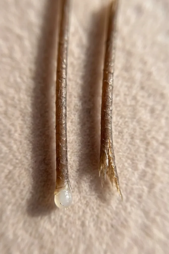 Comparison of a hair strand with root bulb versus a broken hair strand with frayed end